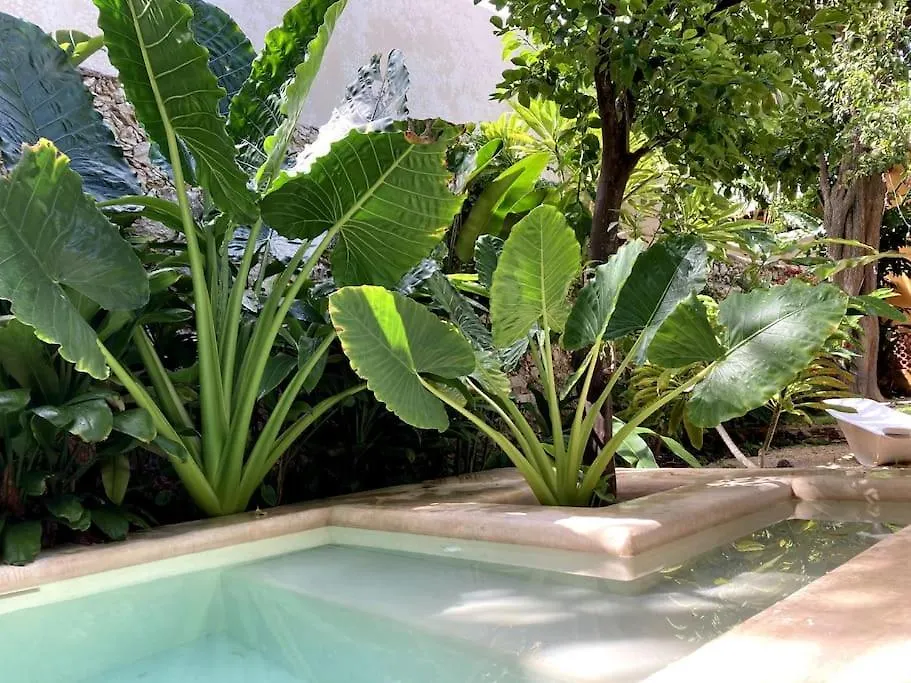 Hermosa Casa Antigua Con Piscina Tropical Merida Holiday home
